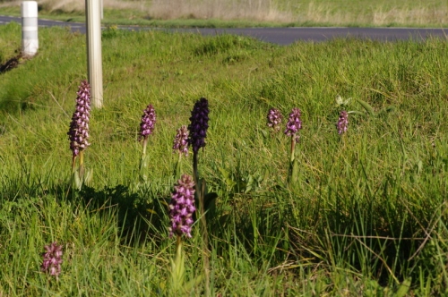 Group of giant orchids by a mown roadside verge