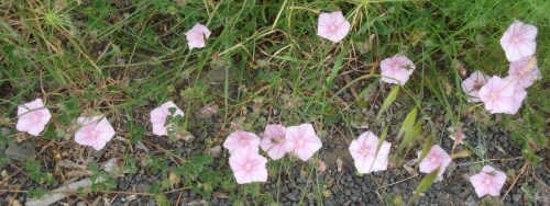 Fied Bindweed - Convolvulus arvensis - busy doing what?