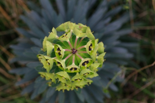 Euphorbia characias - large Mediterranean spurge