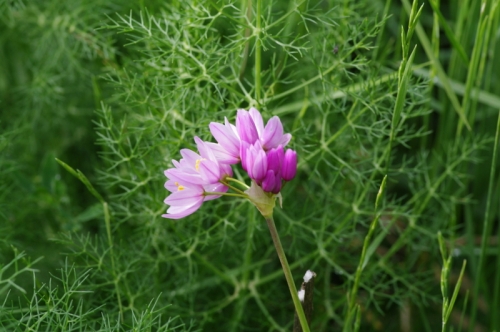 Allium roseum - pink wild garlic