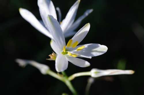 The lily: Anthericum liliago