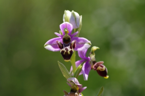 Ophrys scolopax: 'That's lovely, darling, just face me.. 