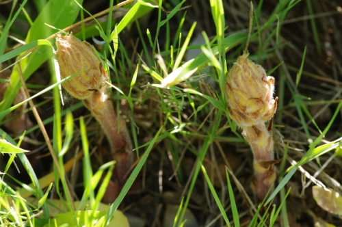 Orobanche amethystea just emerging