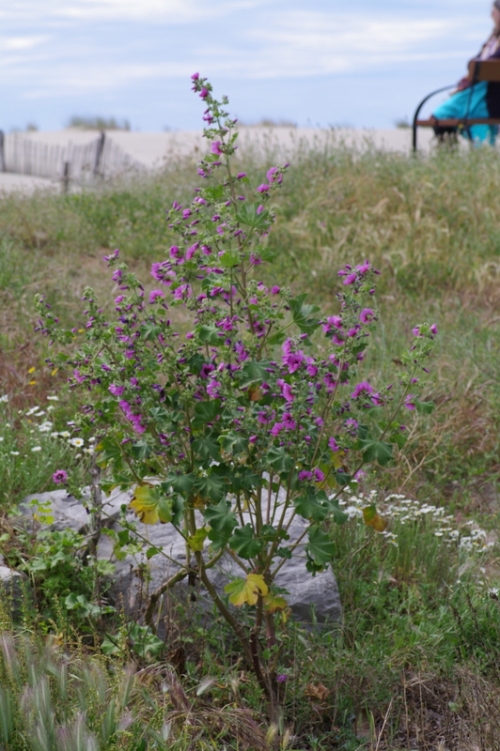 Lavatera arborea - tree mallow - at the foot of the arriere-dunes
