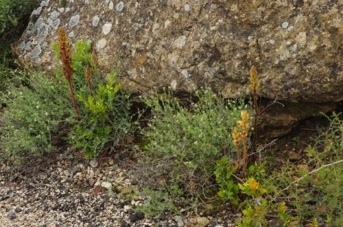Orobanche gracilis - slender broomrape. Its host,the legume Dorycnium, is in the background