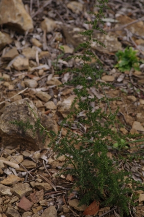 Asparagus acutifolius, or asperge, or esparga