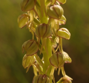 Man orchid - close-up